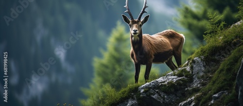 In a stunning European woodland, nestled near a cliff, a majestic chamois posed for a portrait, its antlers soaring towards the sky, symbolizing the harmony between nature and wildlife in this