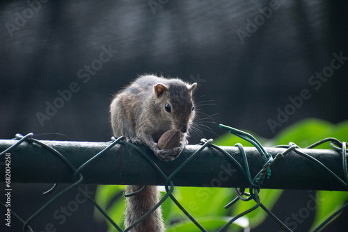 A picture of the Indian palm squirrel or three-striped palm squirrel eating a nut  photo
