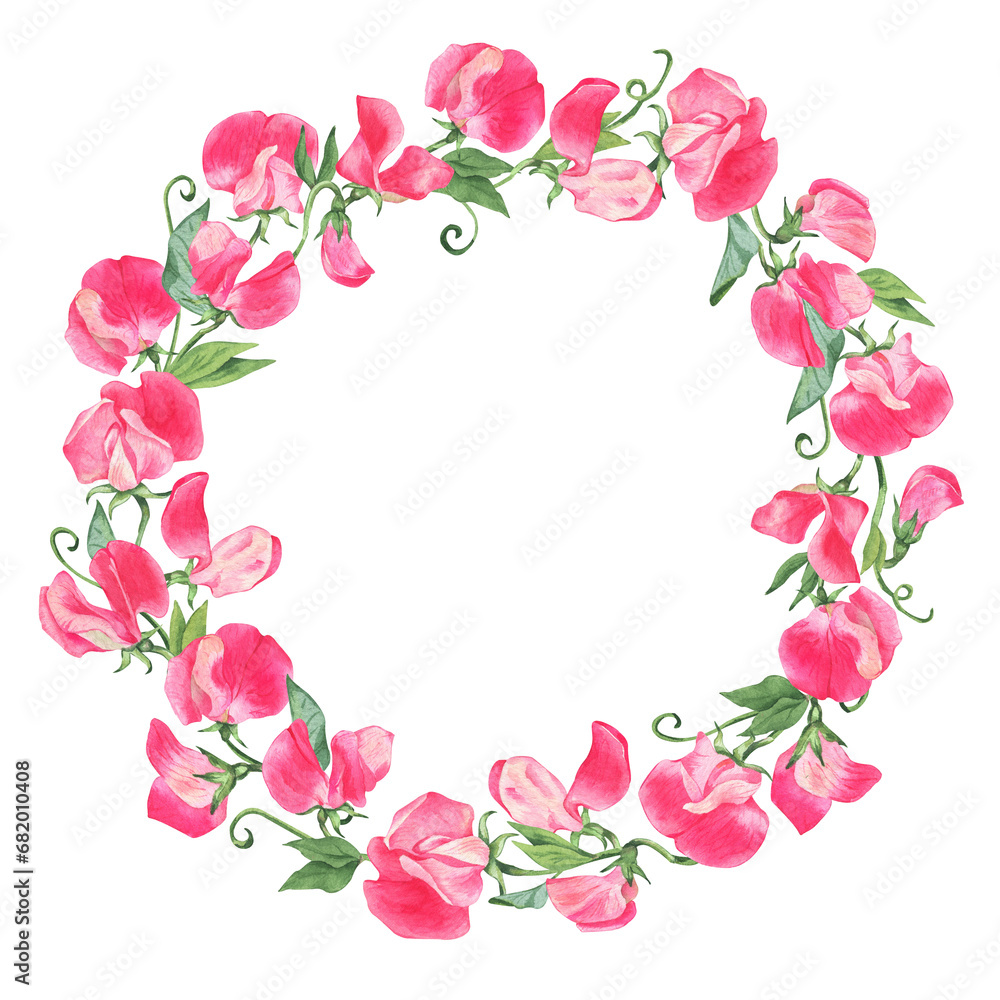 watercolor circle frame of pink flowers. sprigs of sweet peas. botanical hand drawn illustration isolated on transparent.