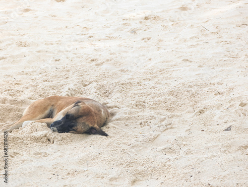 A Free-ranging dog rests on the beach during the mid-day. At Panglao Beach, Bohol.