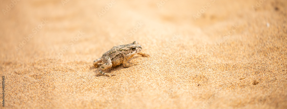The frog sits on the sand on the shore of the lake. Beautiful wildlife landscape with place for text. The concept of protecting wildlife and ecology.