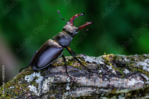 Hirschkäfer (Lucanus cervus) Männchen photo