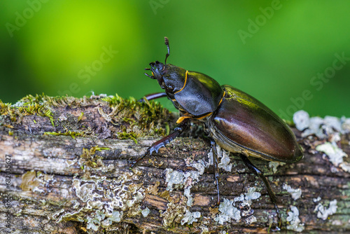 Hirschkäfer (Lucanus cervus) Weibchen photo