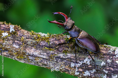 Hirschkäfer (Lucanus cervus) Männchen