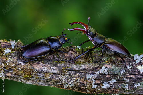 Hirschkäfer (Lucanus cervus) Männchen photo