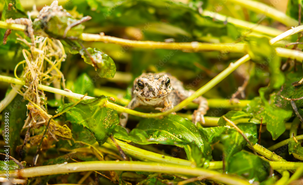 Obraz premium The frog sits on algae in the pond. Beautiful wildlife landscape with place for text. The concept of protecting wildlife and ecology.
