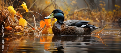 In the serene autumn landscape, a black duck gracefully wades through the shimmering water of the lake, its feathered portrait blending harmoniously with the surrounding nature; a perfect harmony of