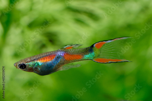 Wild type endler's guppy fish (Poecilia wingei) with tropical nature background.