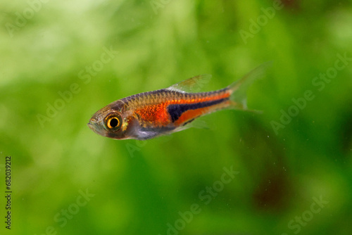 False Harlequin rasbora, Lambchop rasbora, scientific name is Trigonostigma espei, in freshwater aquarium. photo