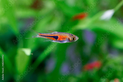 False Harlequin rasbora, Lambchop rasbora, scientific name is Trigonostigma espei, in freshwater aquarium. photo