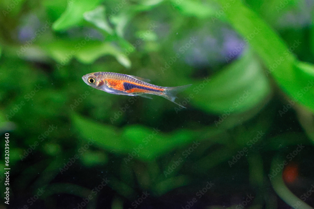 Obraz premium Dwarf Rasbora, scientific name is Boraras maculatus, in aquarium fish tank, small nano fish.