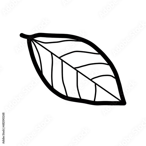 bay leaf Hand drawn organic line doodle