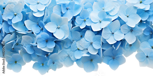 blue hydrangea flower border on blue background with copy space. Blue hydrangea flowers on a blue background with space for text. transparent background photo