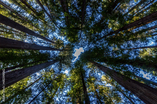 Tree tops of giant  sequoia tree