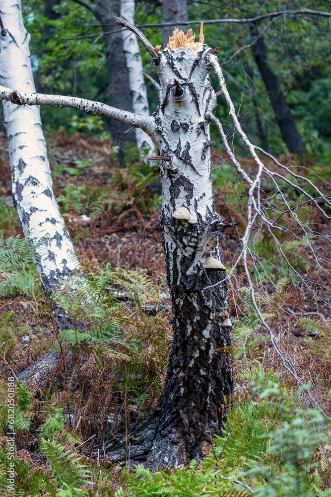 Arbres brisés par les intempéries dans une forêt