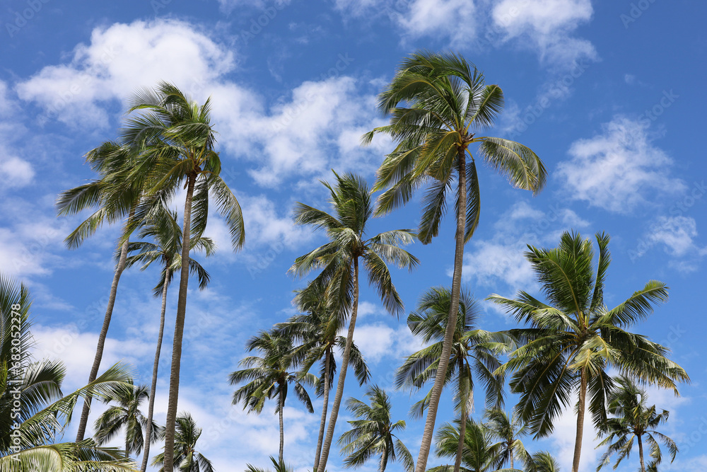 Coconut palm trees on background of blue sky and white clouds. Tropical beach, paradise nature in sunny day