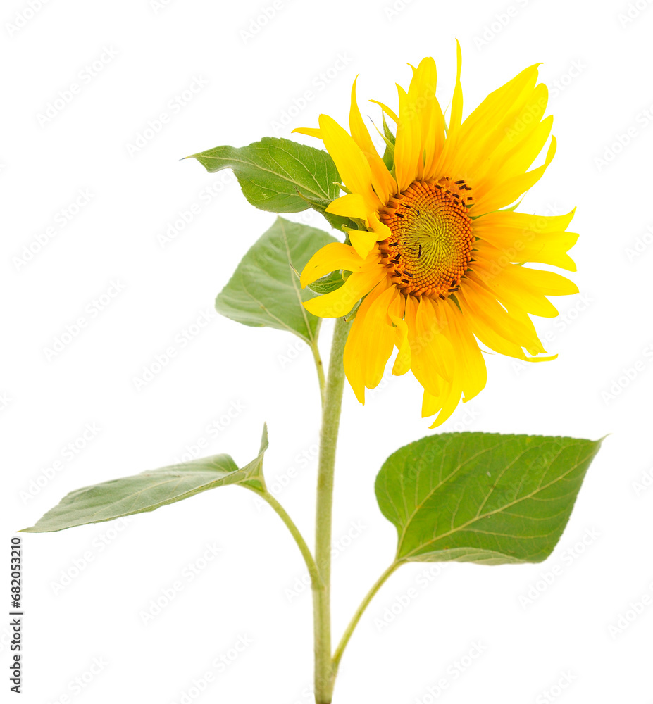 Fototapeta premium Yellow bright beautiful sunflower flower.