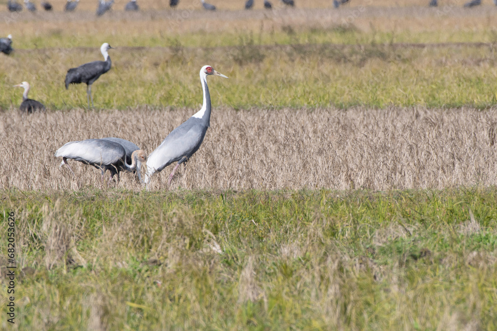 Obraz premium Family of White-naped Cranes