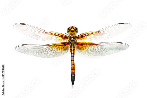 Hovering Dragonfly Macro on a transparent background