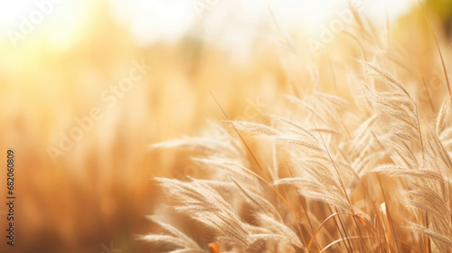 A dry grass and summer season  soft golden bokeh background