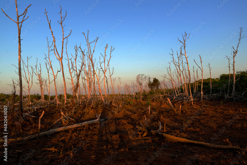 Palétuviers morts suite à l'arrivée d'eau douce dans une mangrove à Madagascar