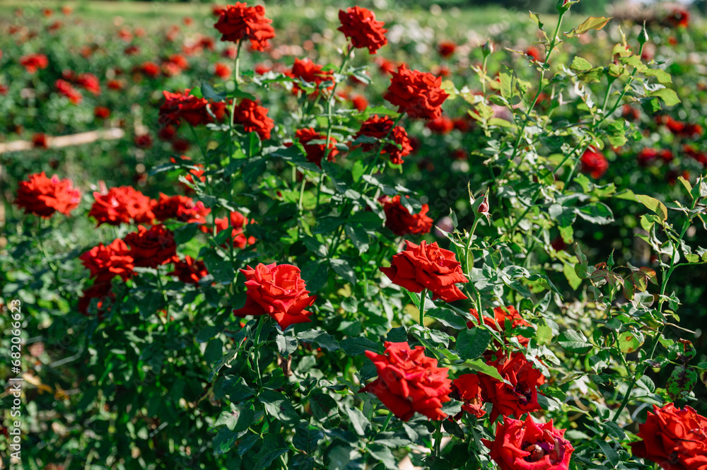 Red roses garden  