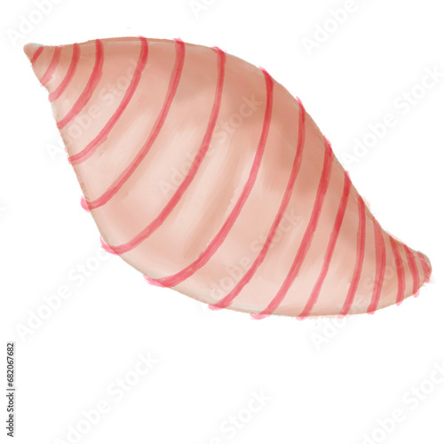 Tulip Shell Illustration photo