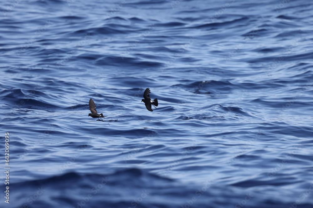 Wilson's storm petrel (Oceanites oceanicus), also known as Wilson's petrel, is a small seabird of the austral storm petrel family Oceanitidae. This photo was taken in Japan. Wilson's storm petrel (Oceanites oceanicus), also known as Wilson's petrel, is a small seabird of the austral storm petrel family Oceanitidae. This photo was taken in Japan.