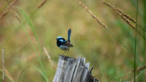 Male Blue Wren on a log