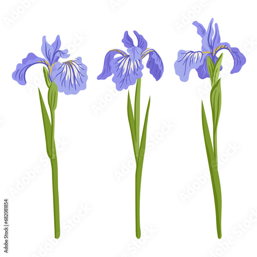 iris, vector drawing flowers at white background, hand drawn botanical illustration