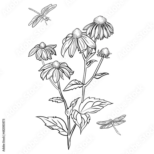 rudbeckia flower drawing dragonfly illustration photo