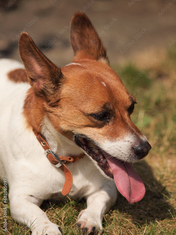 Jack Russell Terrier lies smiling in the garden in the hot sun