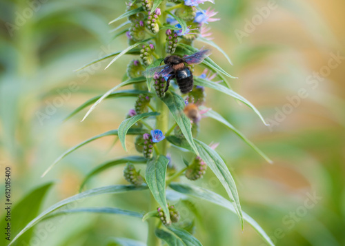 Beautiful image of a Black Bee pollinating a Echium candicans (Pride of Madeira). Stock Photo. © Nature Studio 33