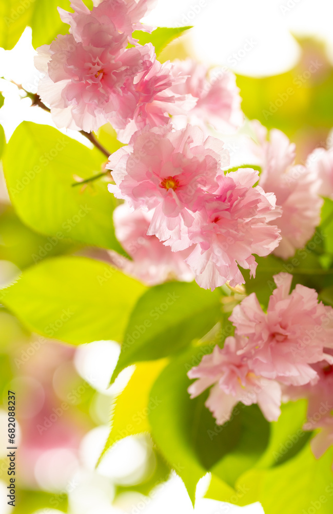 Obraz premium Sakura. Cherry blossom, branches with flowers sway in the wind. Pink flowers of the sakura tree. Spring landscape with flowering trees. Beautiful nature on a sunny day.