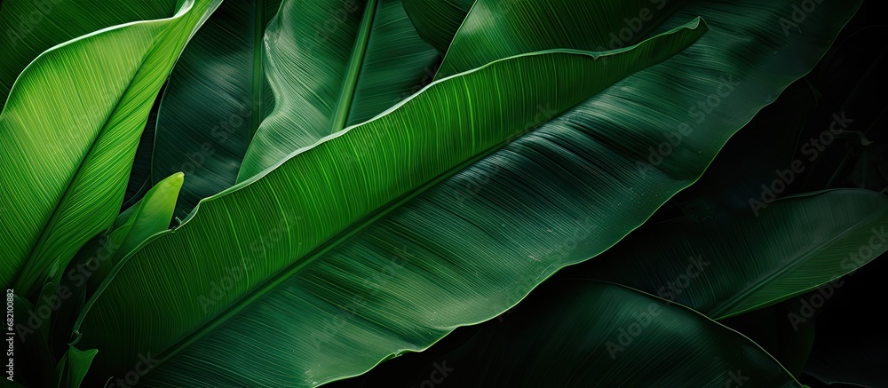 lush tropical forest, a vibrant green banana leaf stood out against the abstract pattern of light and shadow, adding a pop of color to the natural background, while the intricate texture of the leaf lush tropical forest, a vibrant green banana leaf stood out against the abstract pattern of light and shadow, adding a pop of color to the natural background, while the intricate texture of the leaf