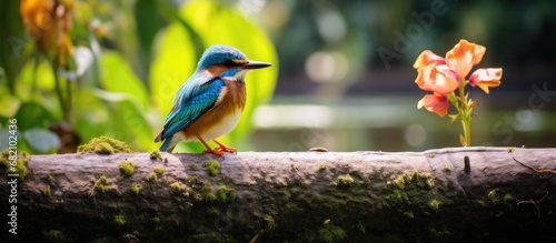 In the tranquil park, amidst the lush greenery and the vibrant blue hues of the lake and river, a funny bird with colorful feathers delighted onlookers with its playful antics and melodious inimitable