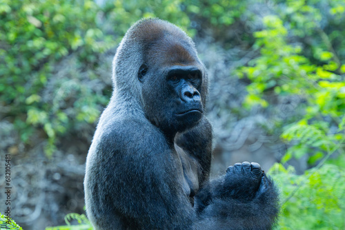 Gorilla close up in the park © ksena32