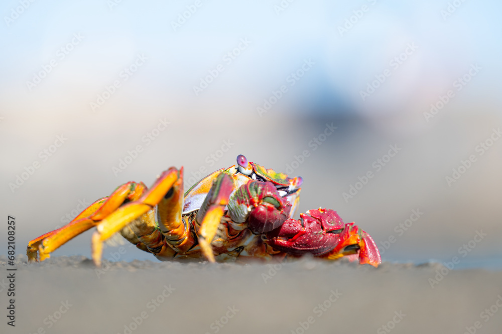 Fototapeta premium Atlantic red crab