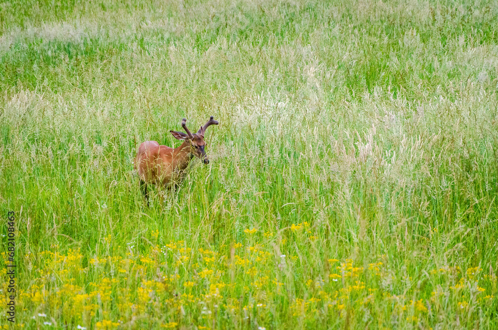 White-tailed deer at the Smoky Mountain National Park White-tailed deer at the Smoky Mountain National Park
