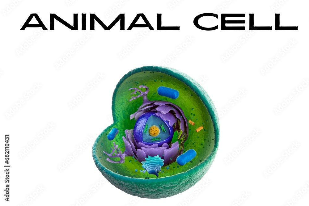 animal cell Vector illustration of  Internal structure, 3d rendering. Section view. Digital Animal cell anatomy structure. Educational infographic. 3d biological animal cell