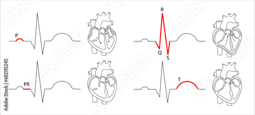 deciphering the cardiogram of the heart, medical anatomical illustration in doodle linear style