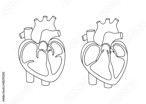 Heart valves. Function of the heart valve. illustration in linear style