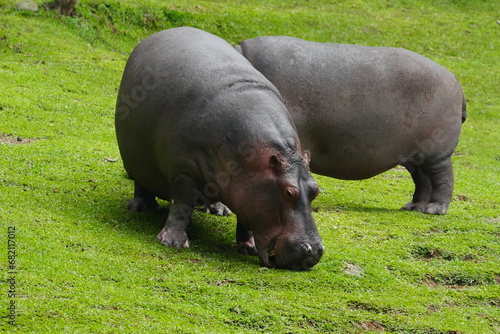 Pygmy Hippopotamus  Choeropsis liberiensis or Hexaprotodon liberiensis  is a small  elusive  and primarily nocturnal mammal native to the forests                        