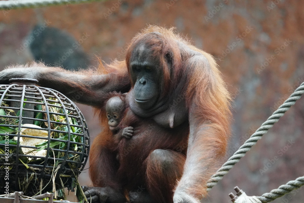 Φωτογραφία Orangutans are large, intelligent primates native to the rainforests of Indonesia and Malaysia, found on the islands of Borneo and Sumatra