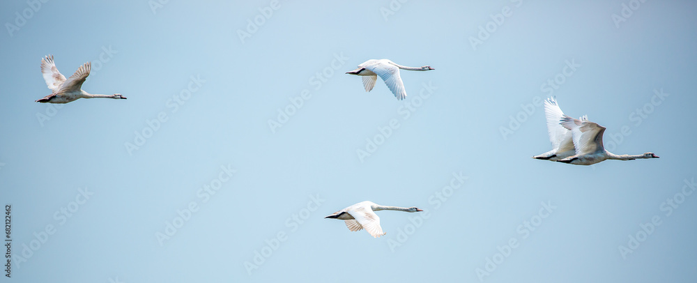 Obraz premium Flying swans in the blue sky. Waterfowl at the nesting site. A flock of swans walks on a blue lake.