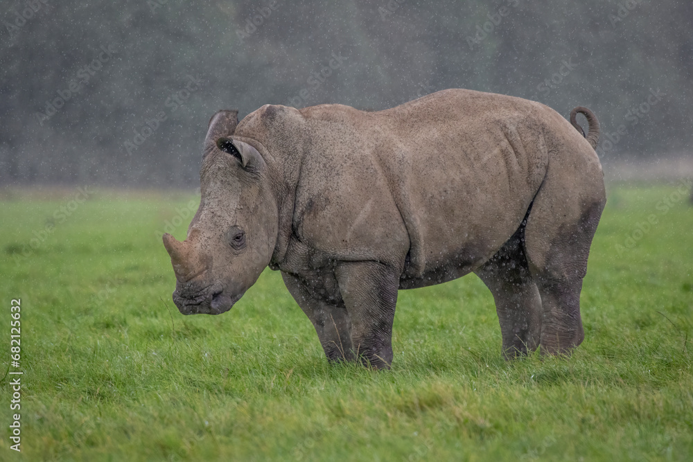 A full portrait of a baby rhinoceros as it stands on grass in a light drizzle rain. They are also more commonly called rhino. A full portrait of a baby rhinoceros as it stands on grass in a light drizzle rain. They are also more commonly called rhino.