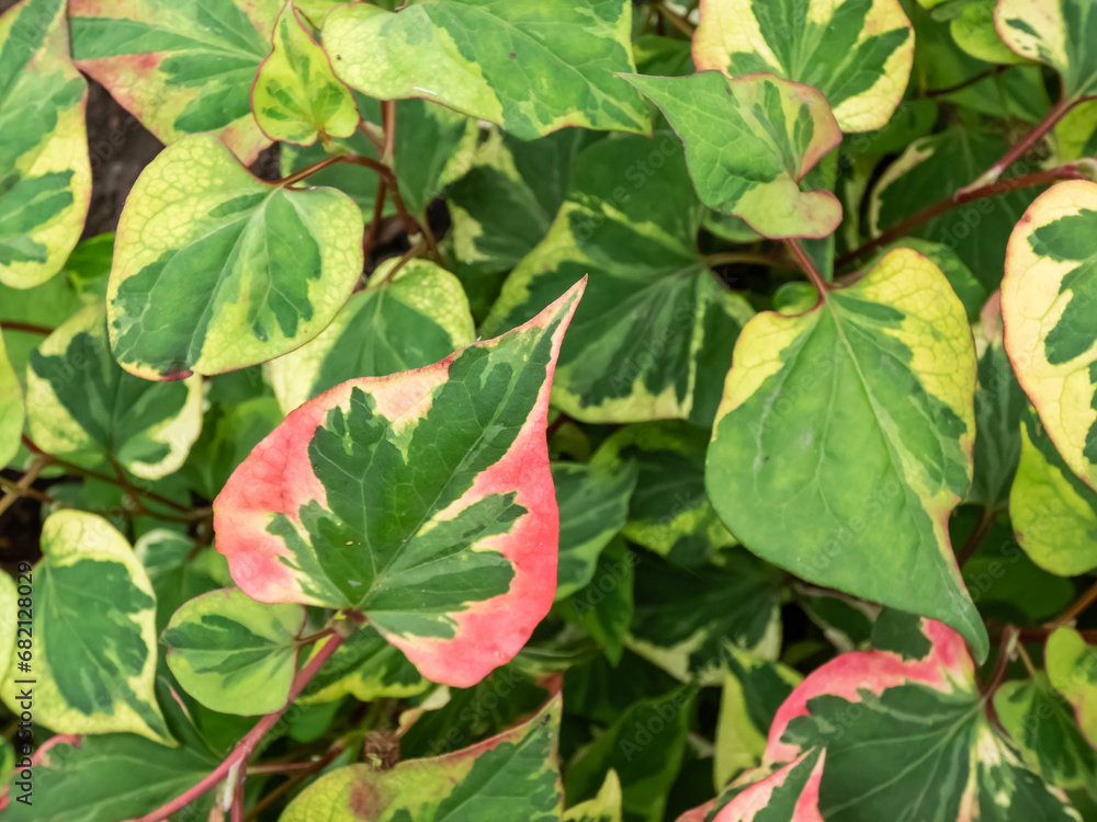 Chameleon plant (Houttuynia cordata) Variegata with green leaves beautifully variegated with shades of red, pink, yellow or cream Chameleon plant (Houttuynia cordata) Variegata with green leaves beautifully variegated with shades of red, pink, yellow or cream