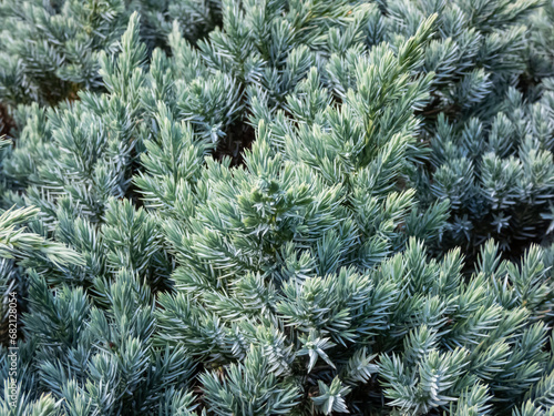 Dwarf evergreen shrub  - Flaky juniper or singleseed juniper (juniperus squamata )'Blue star' with dense, sparkling silver-blue foliage growing in a rock garden in autumn