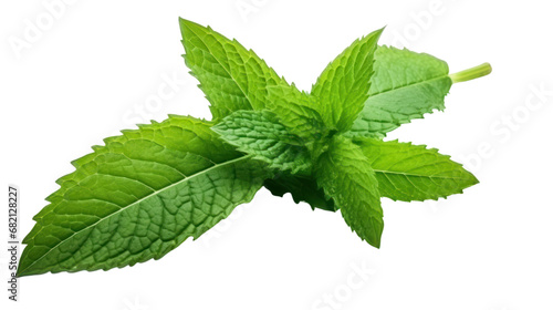 mint leaf on the transparent background