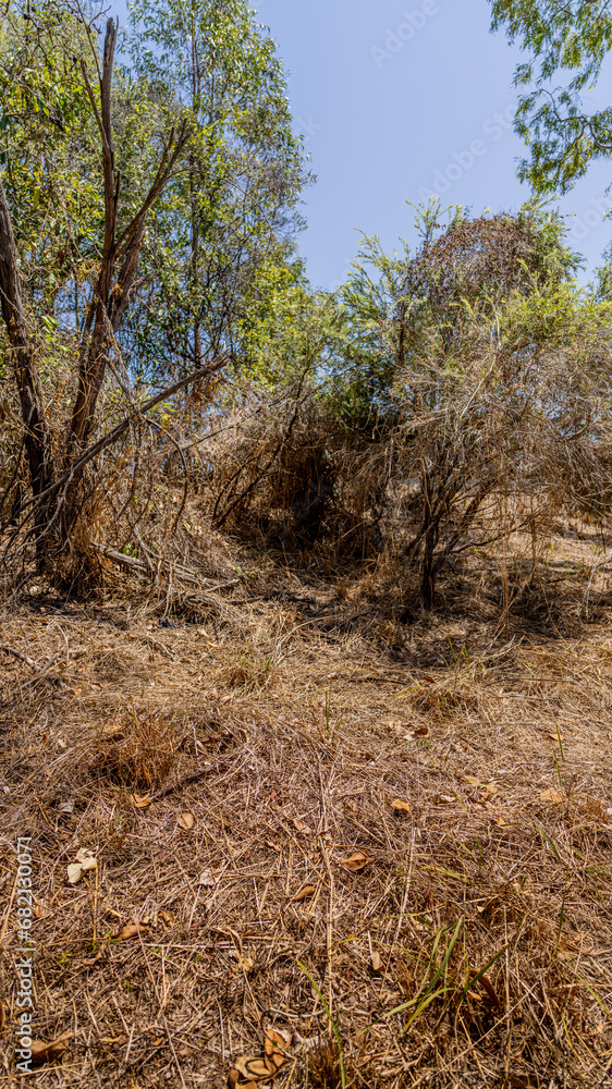 Dry thickets of grass and shrubs, Brisbane, Queensland